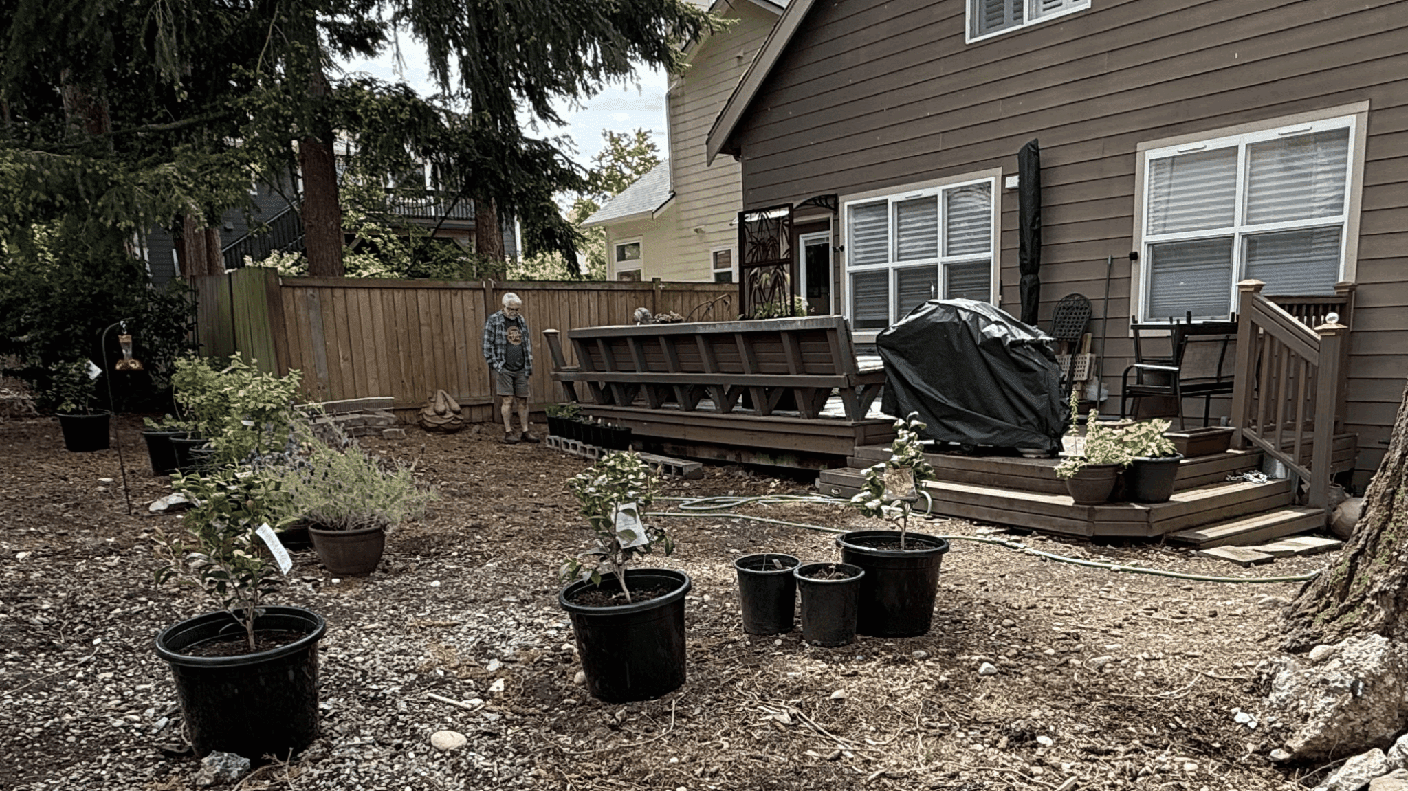 evergreen-yard-revamp-bellingham-before-comparison
